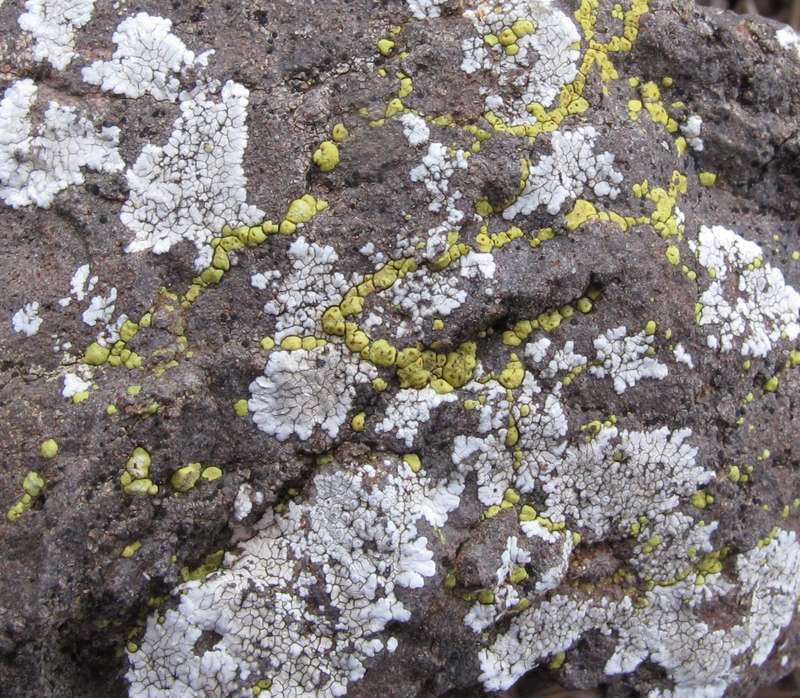 [Acarospora lavicola]